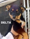 Delta (Puppy)