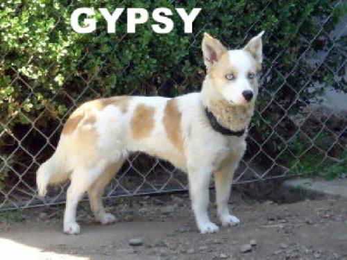 Gypsy