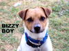 BizzyBoy (Ritzy)