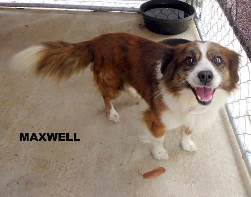 Maxwell