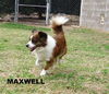 Maxwell
