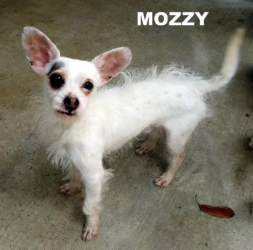 Mozzy