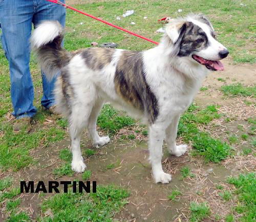 Martini (Ritzy)