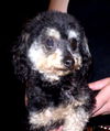 Benoit (Ritzy)