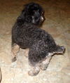 Benoit (Ritzy)