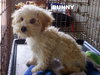Bunny (Posh Puppy)
