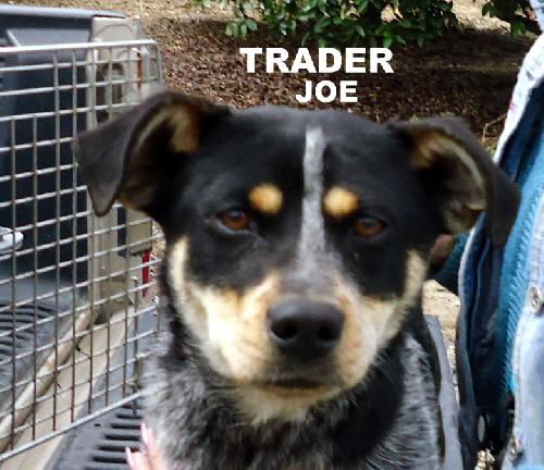 Trader Joe