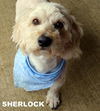 Sherlock (Ritzy)