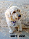 Sherlock (Ritzy)