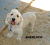 Sherlock (Ritzy)
