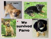 Survivor Pups