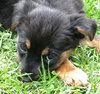 Survivor Pups