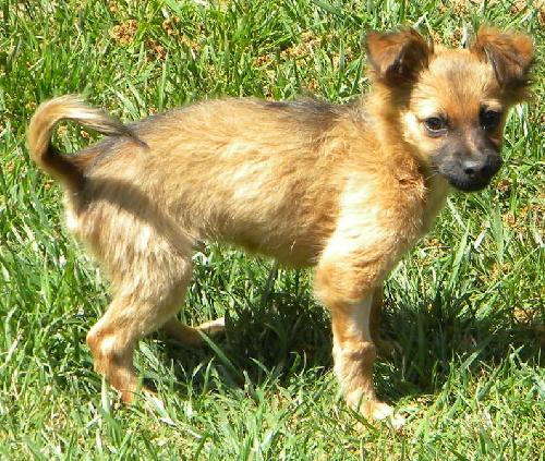 Survivor Pups