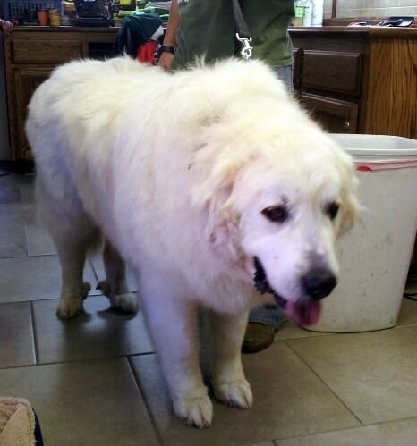 Buford (Ritzy)
