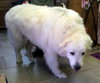 Buford (Ritzy)