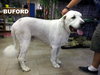 Buford (Ritzy)