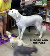 Buford (Ritzy)