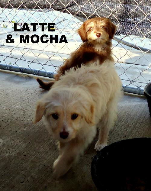 Latte and Mocha (Puppy)