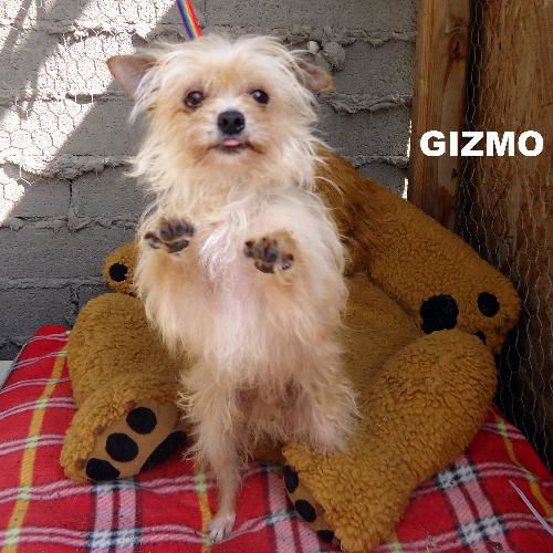 Gizmo