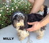 Milly (RItzy)