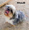 Milly (RItzy)