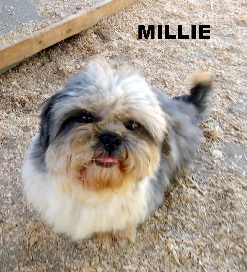Milly (RItzy)