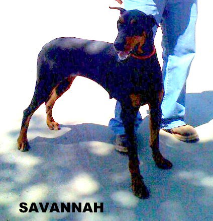 Savannah (Ritzy)