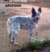 Arizona (Ritzy)