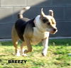 Breezy