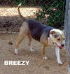 Breezy