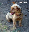 Hettie