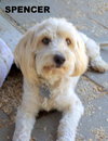 Spencer (Ritzy)