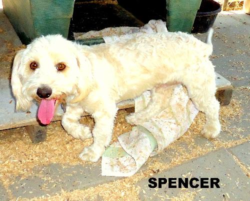Spencer (Ritzy)