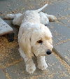 Spencer (Ritzy)
