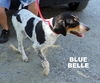 Blue Belle