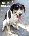 Blue Belle