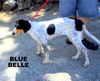 Blue Belle