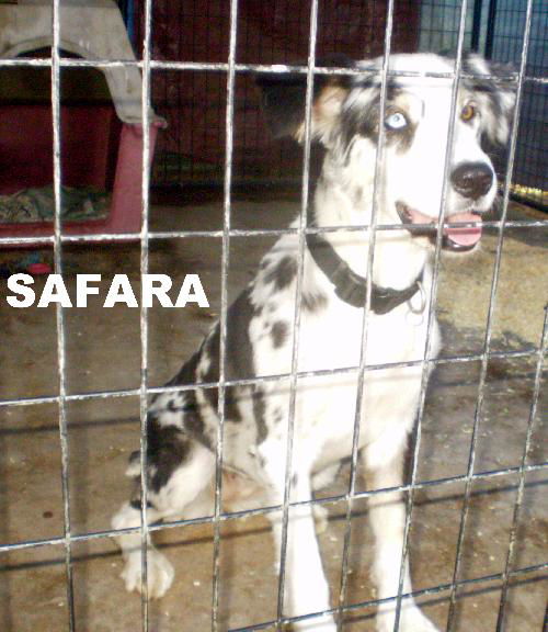 Safara (Ritzy)