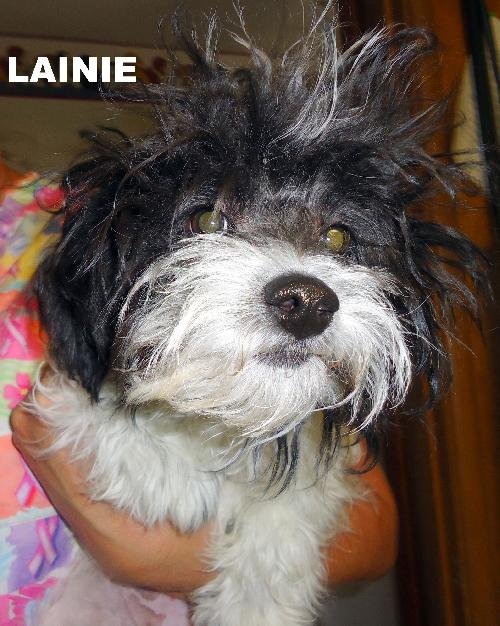 Lainie (Puppy)