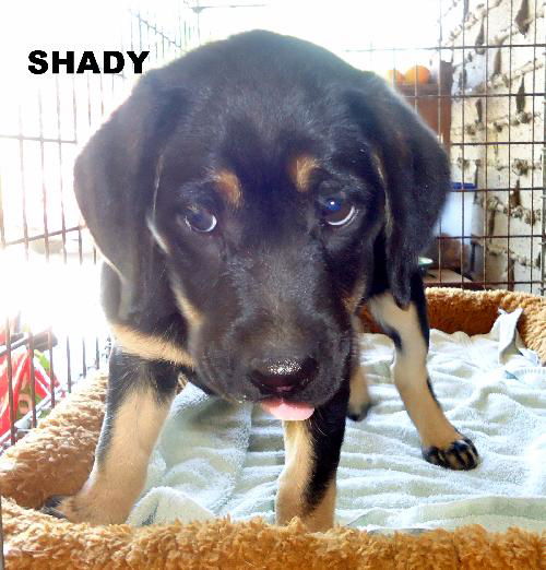 Shady (Puppy)