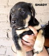 Shady (Puppy)