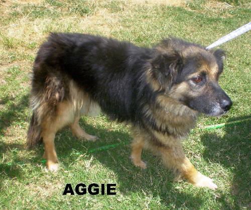 Aggie