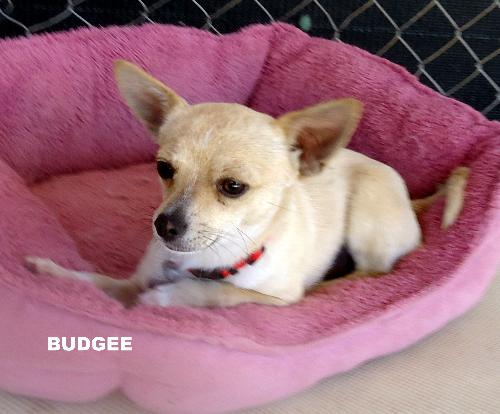 Budgee