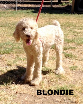 Blondie (Ritzy)