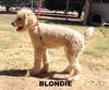 Blondie (Ritzy)