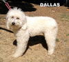 Dallas (Ritzy)