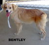 Bentley
