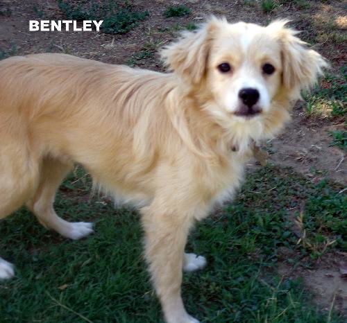 Bentley