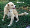 Bentley
