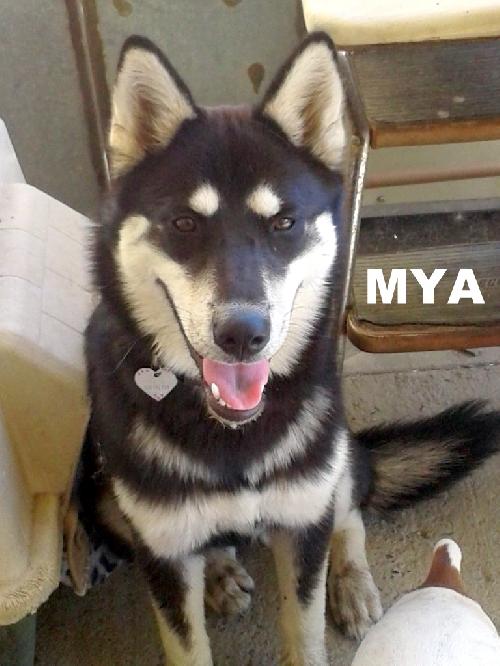 Mya